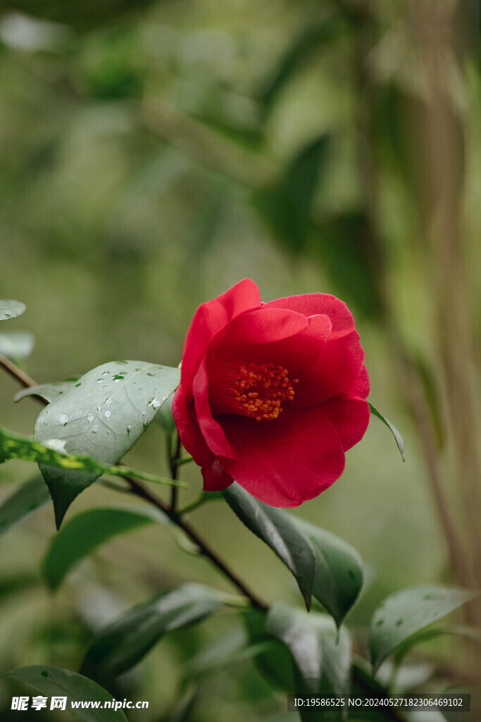 红色的山茶花侧面