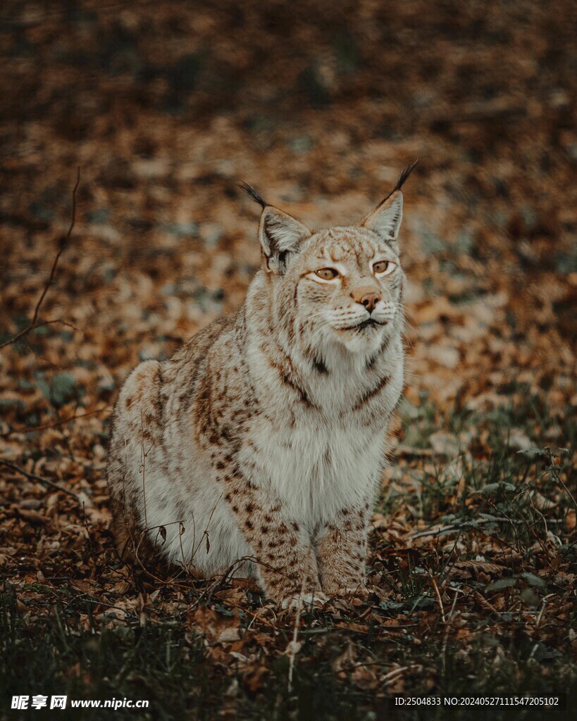 猞猁