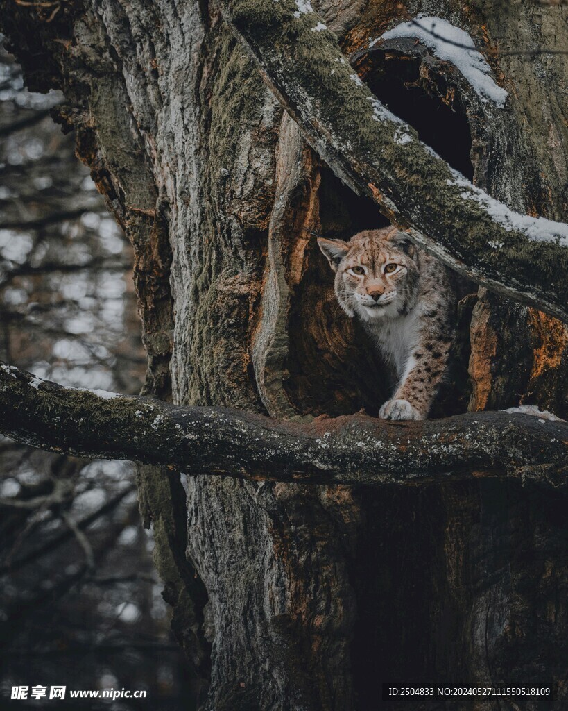 猞猁