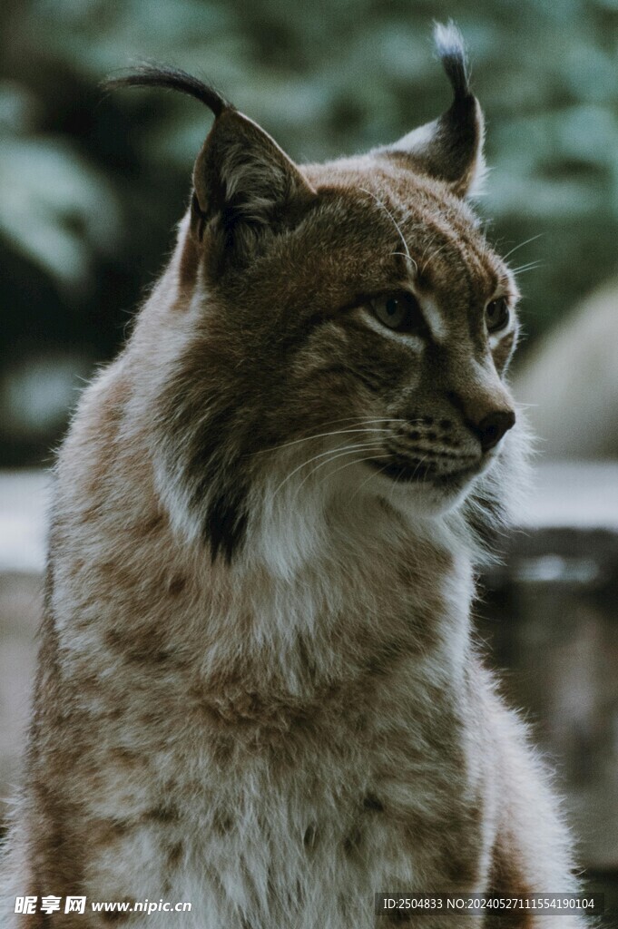 猞猁