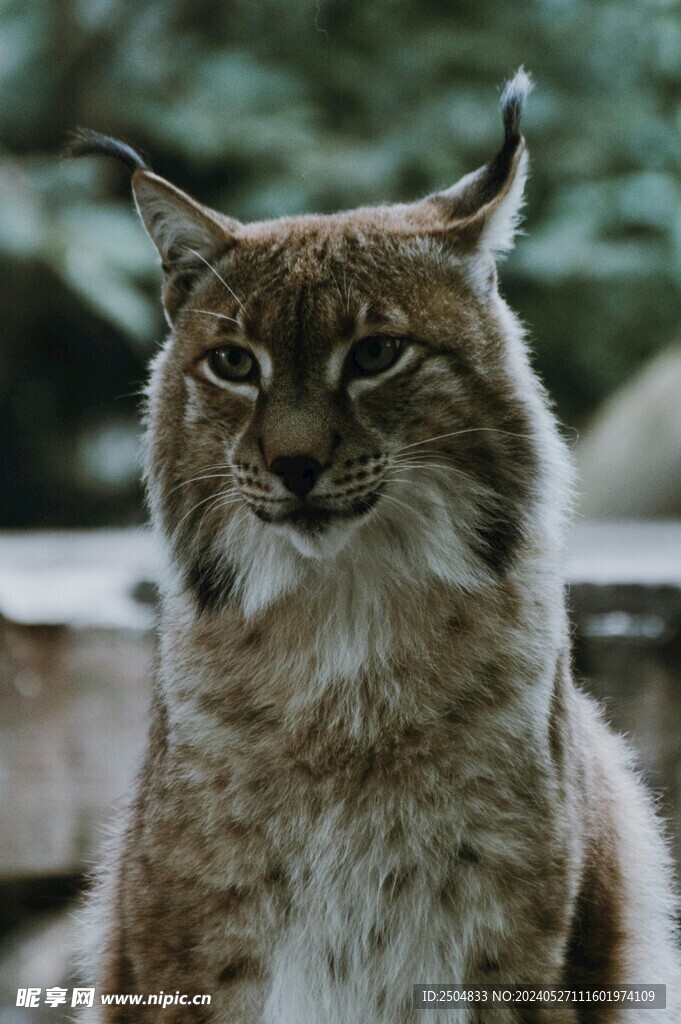 猞猁