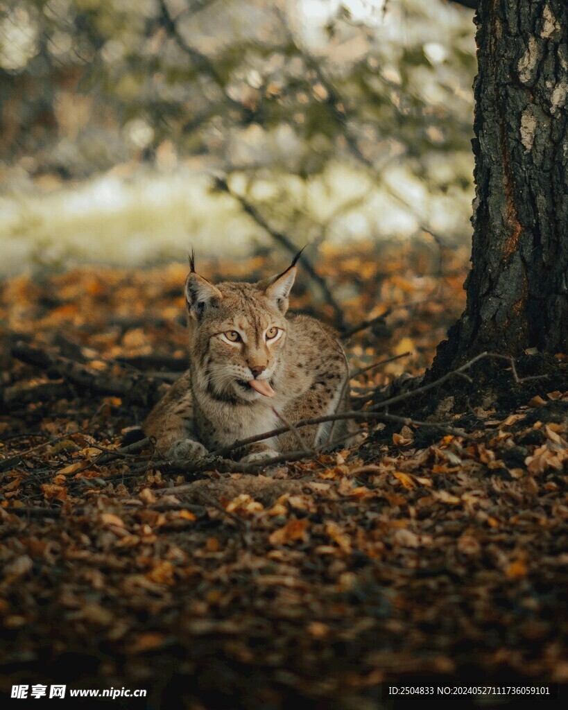 猞猁