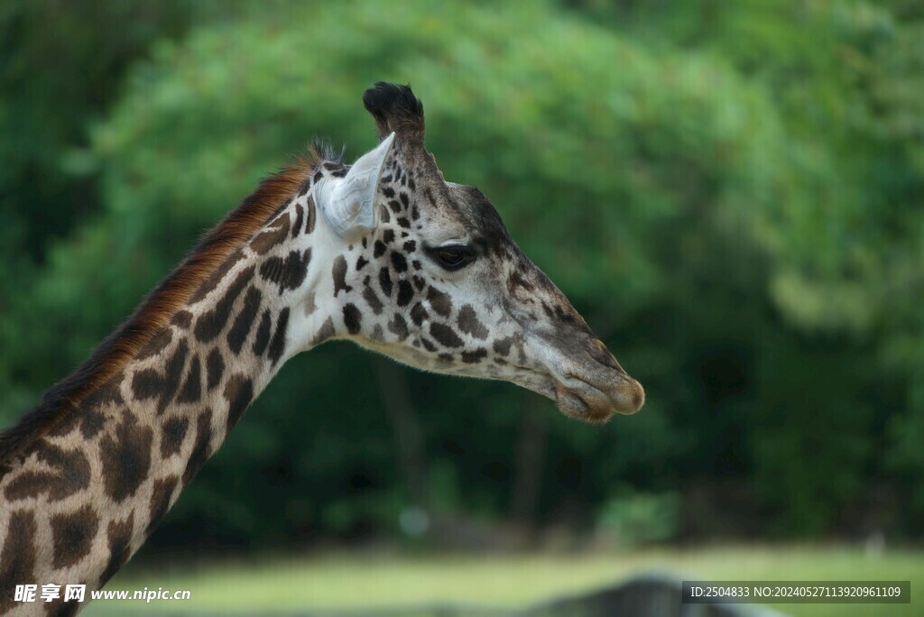 长颈鹿