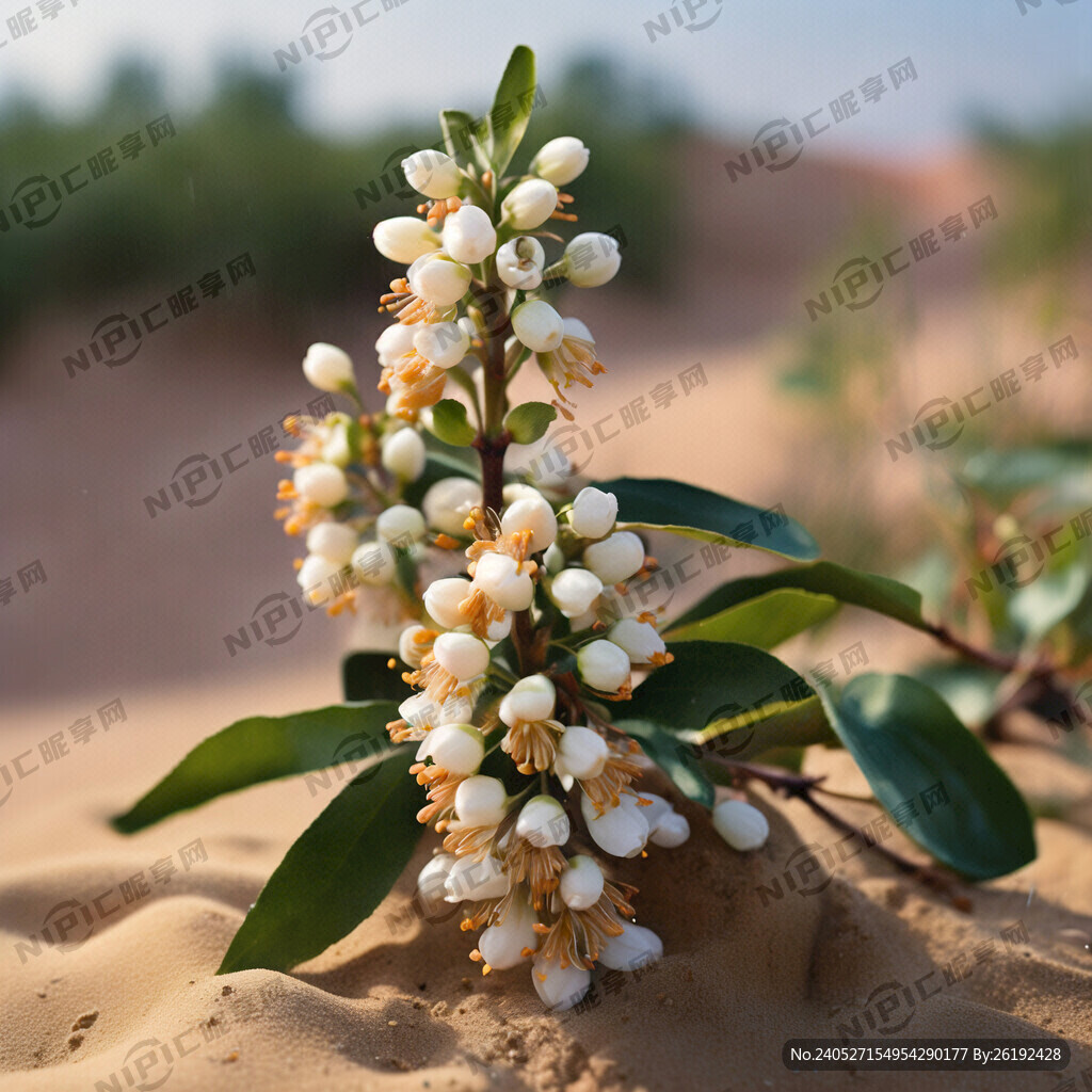 沙枣花