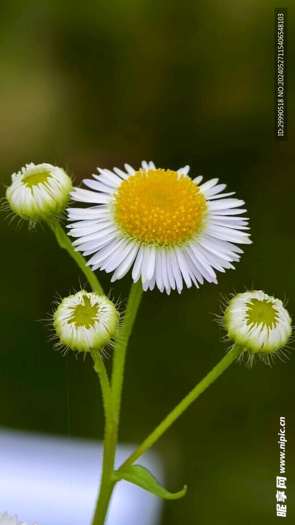 小雏菊花朵野花风景自然