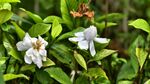 野栀子黄栀子小叶栀子茜草