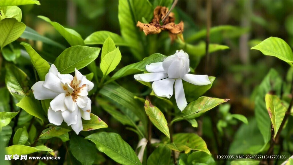 野栀子黄栀子小叶栀子茜草