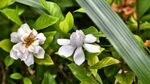 野栀子黄栀子小叶栀子茜草