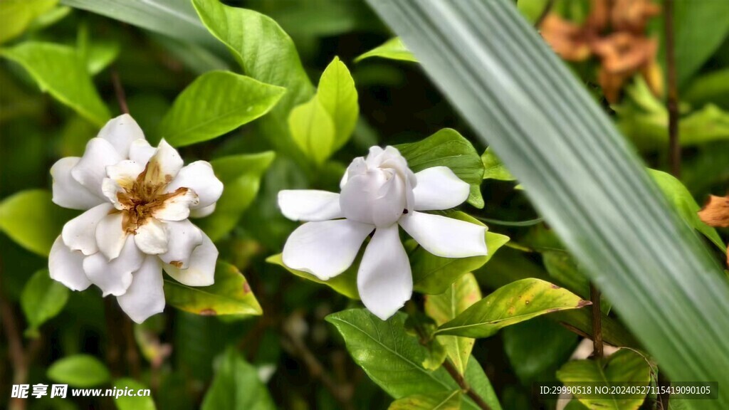 野栀子黄栀子小叶栀子茜草