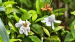 野栀黄栀子栀子花小叶栀