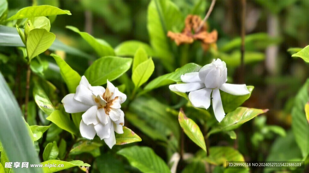 野栀黄栀子栀子花小叶栀