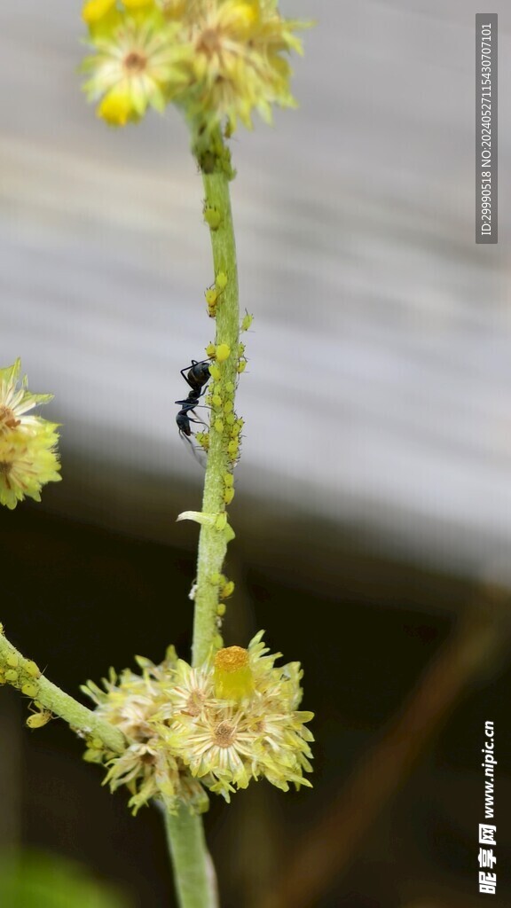 小雏菊野花风景自然长虫