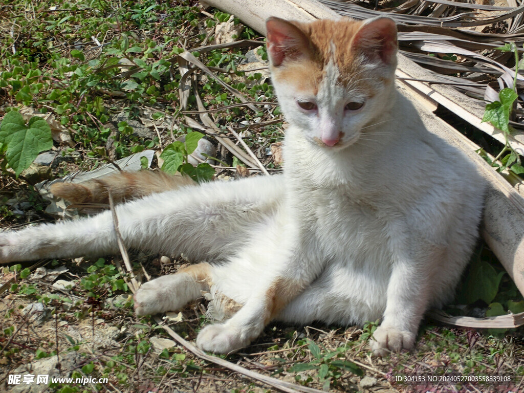 晒阳光的猫咪