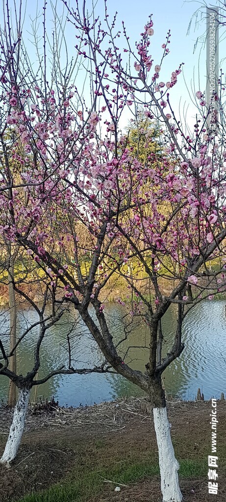 梅花树