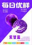 紫甘蓝
