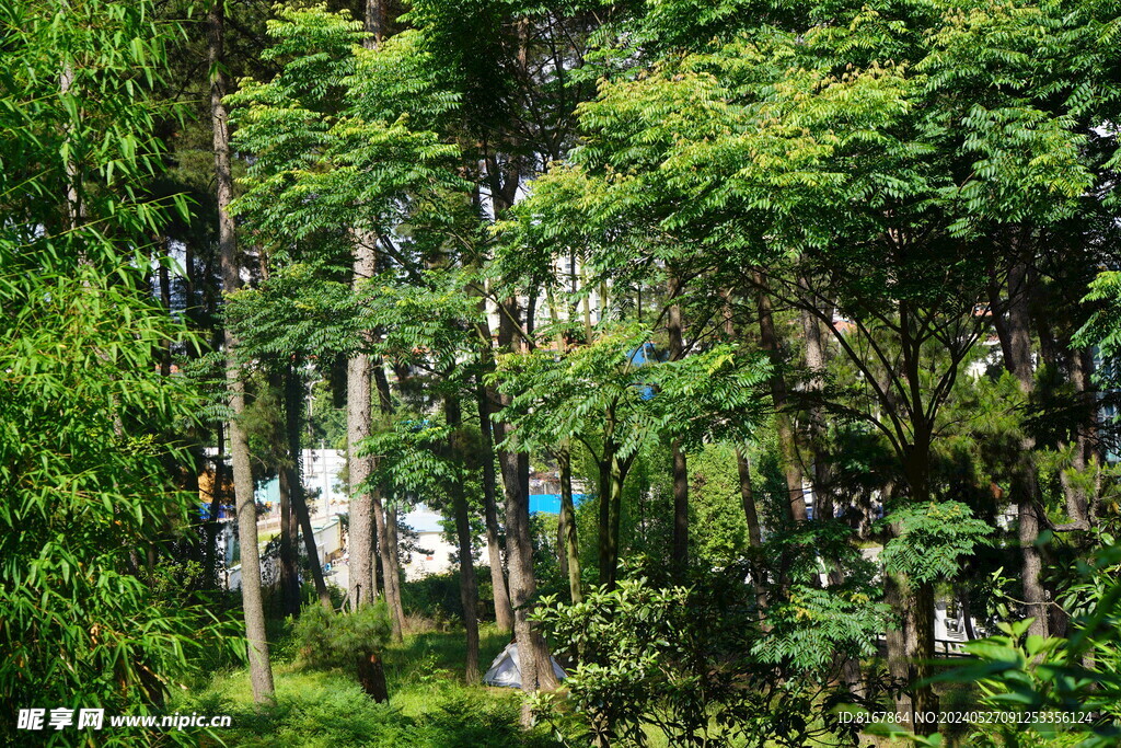 美丽松树