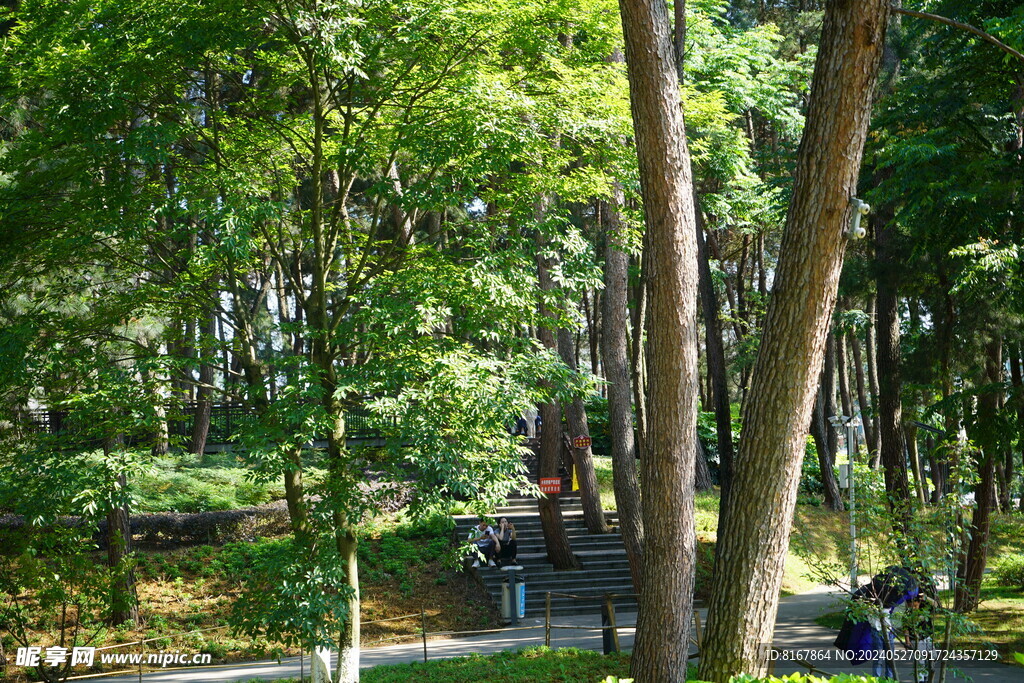 松林
