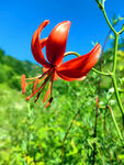 草原鲜花