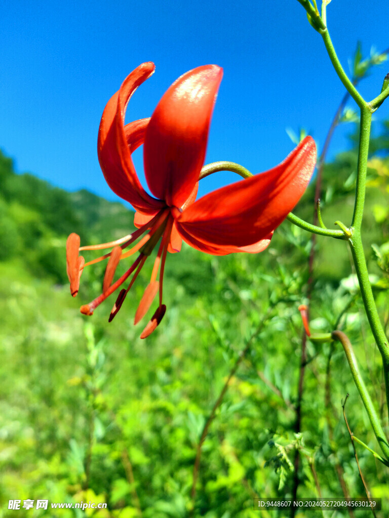 草原鲜花