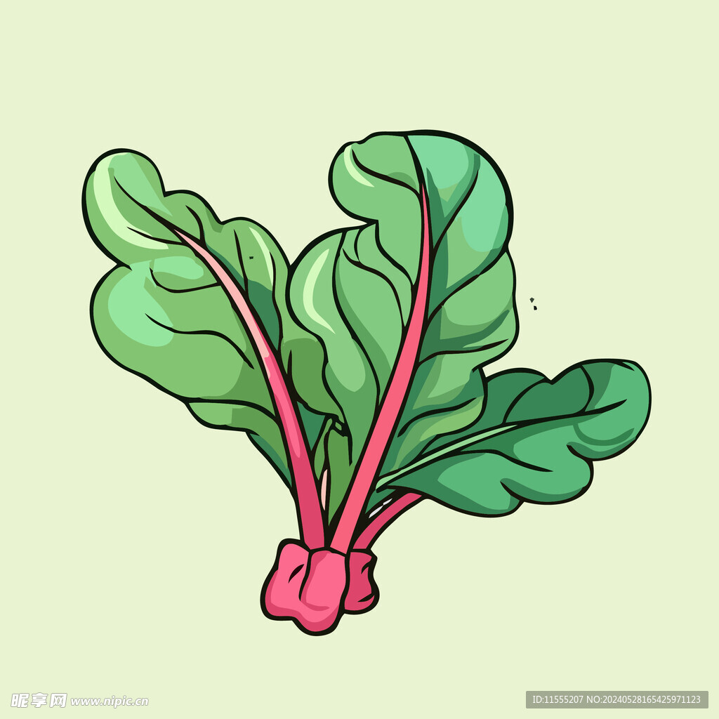 甜菜蔬菜手绘矢量插画