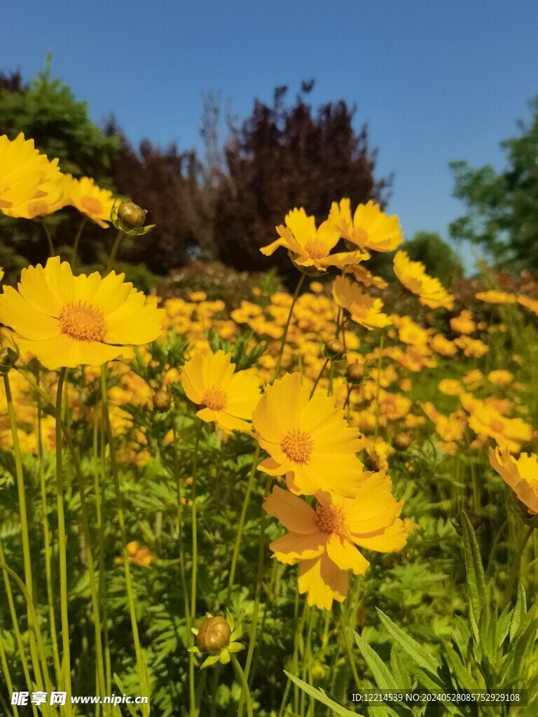 黄色小花黄色花海