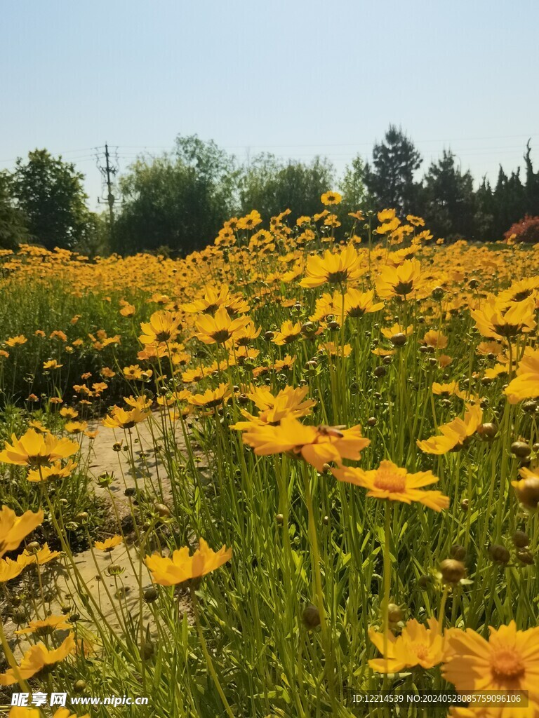 石头路边小黄花