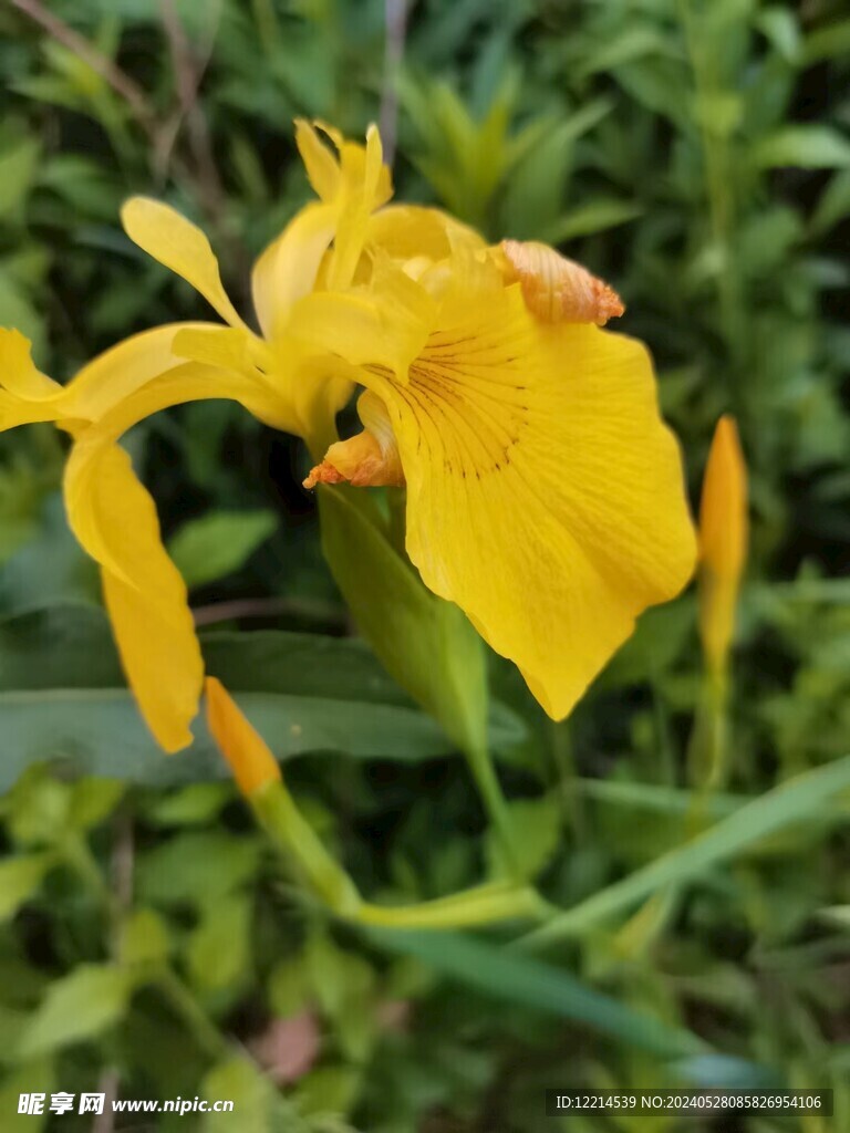 黄色小花水烛黄鸢尾花