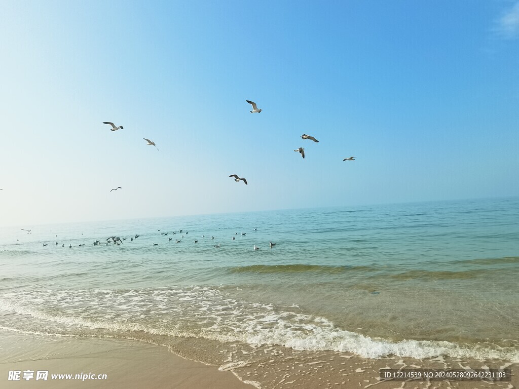 海鸥在碧海蓝天空翱翔