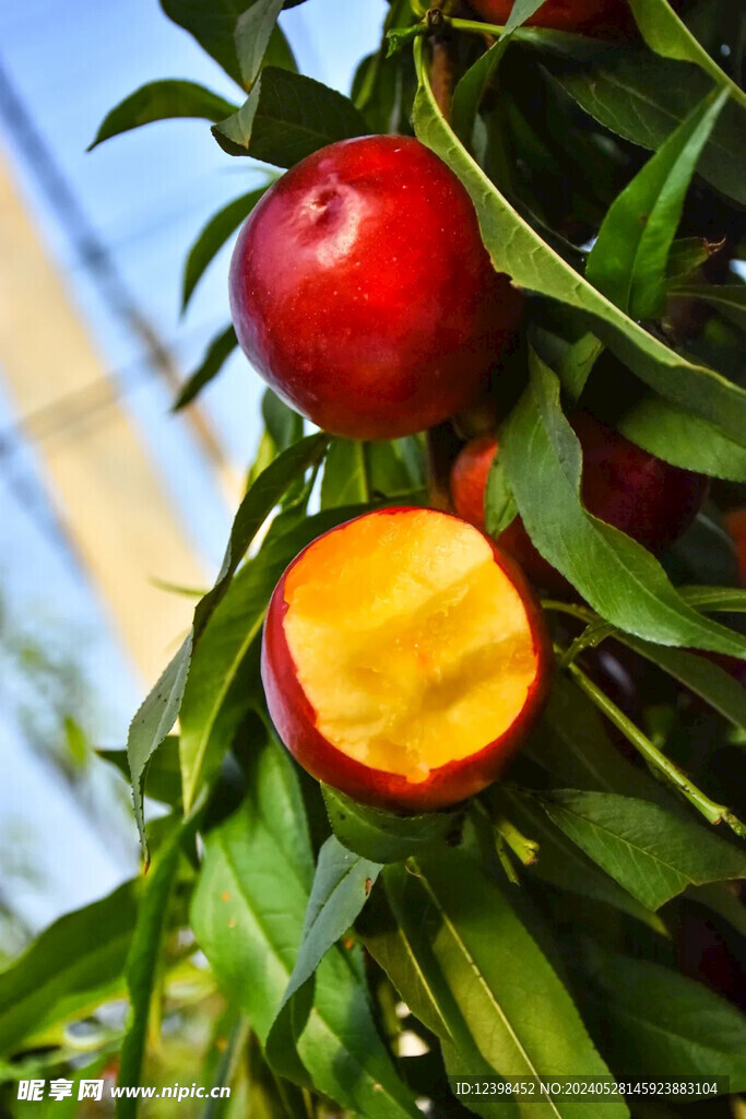 油桃