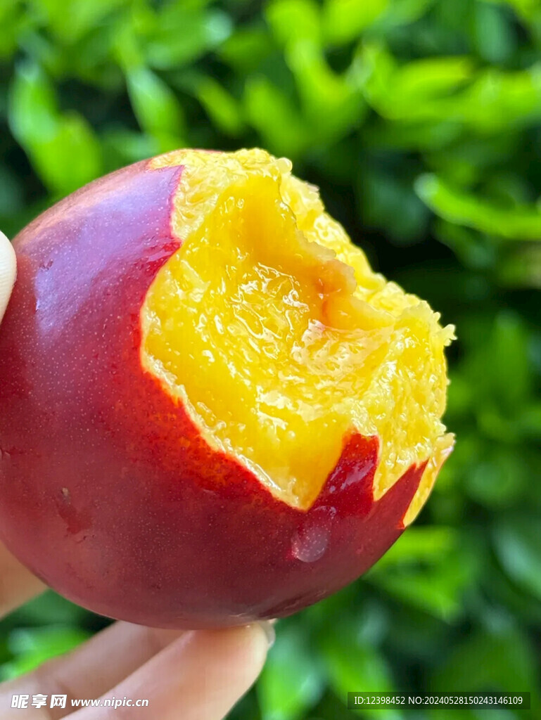 油桃