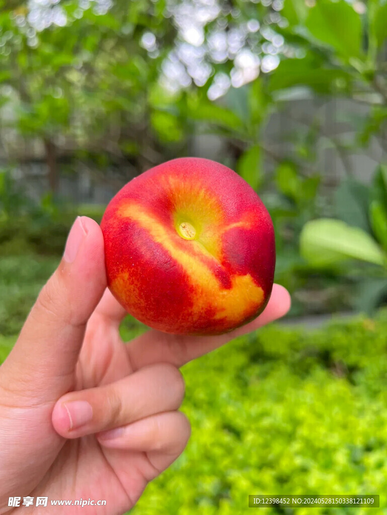 油桃
