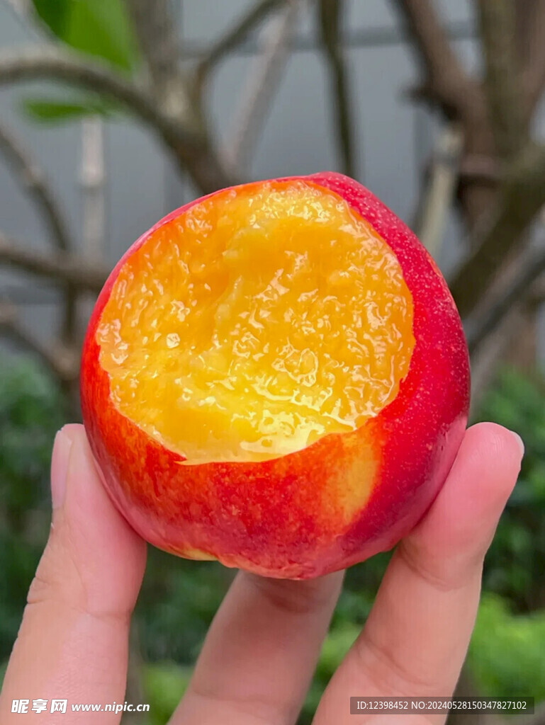 油桃