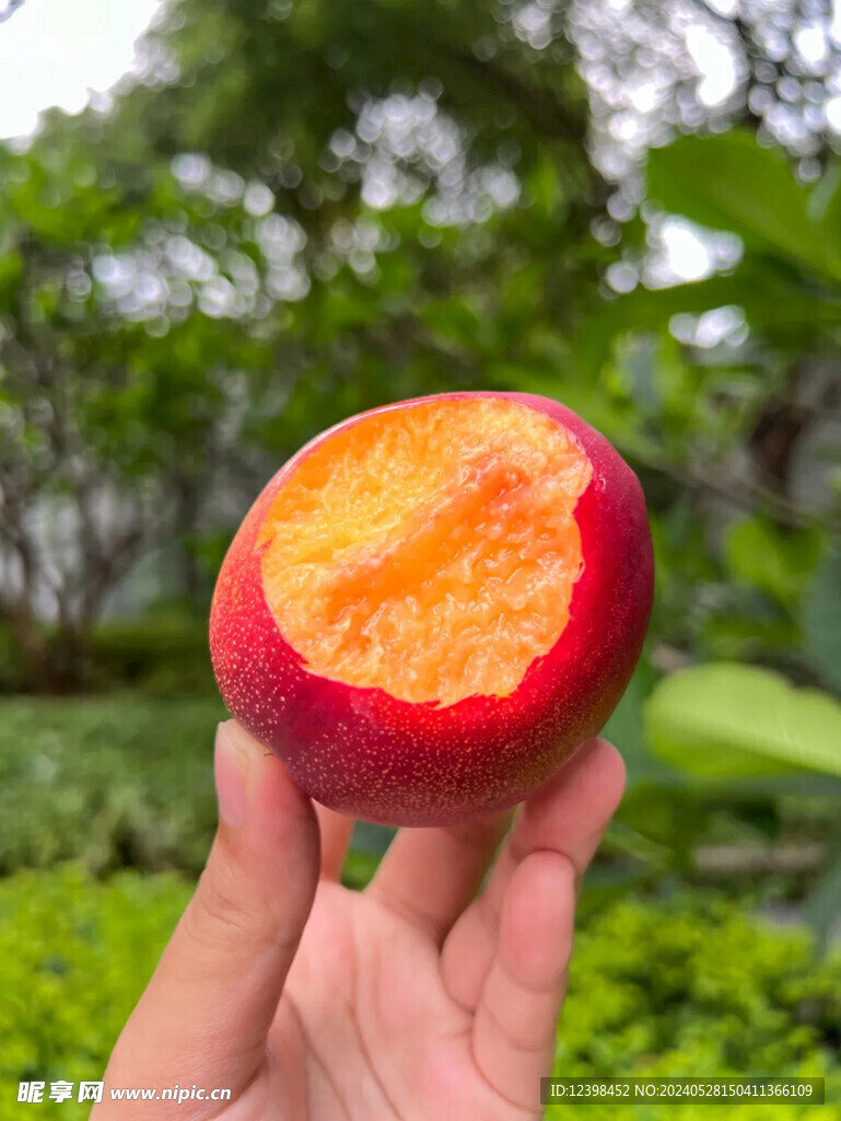 油桃