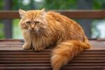 波斯猫