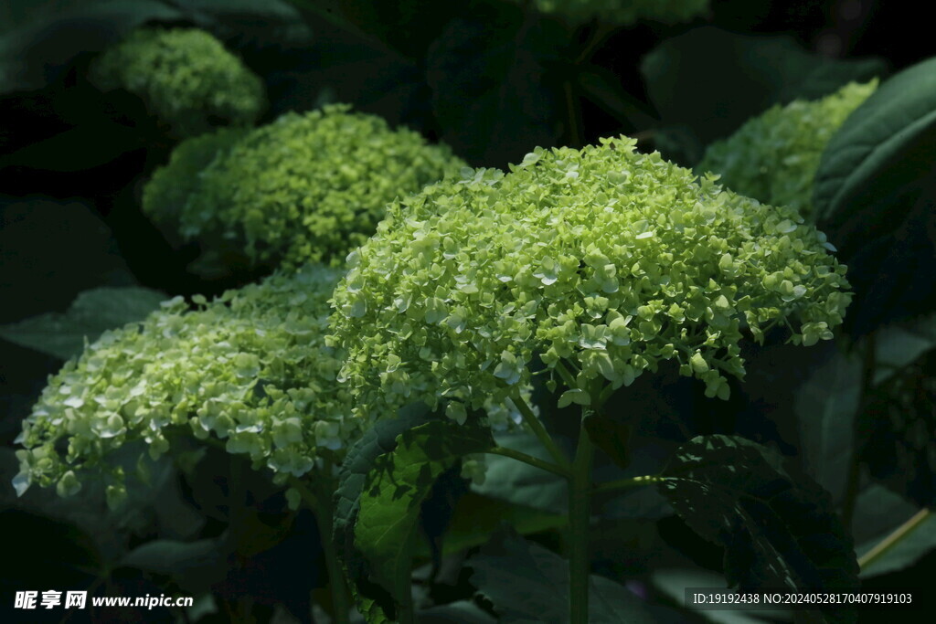 绣球花  