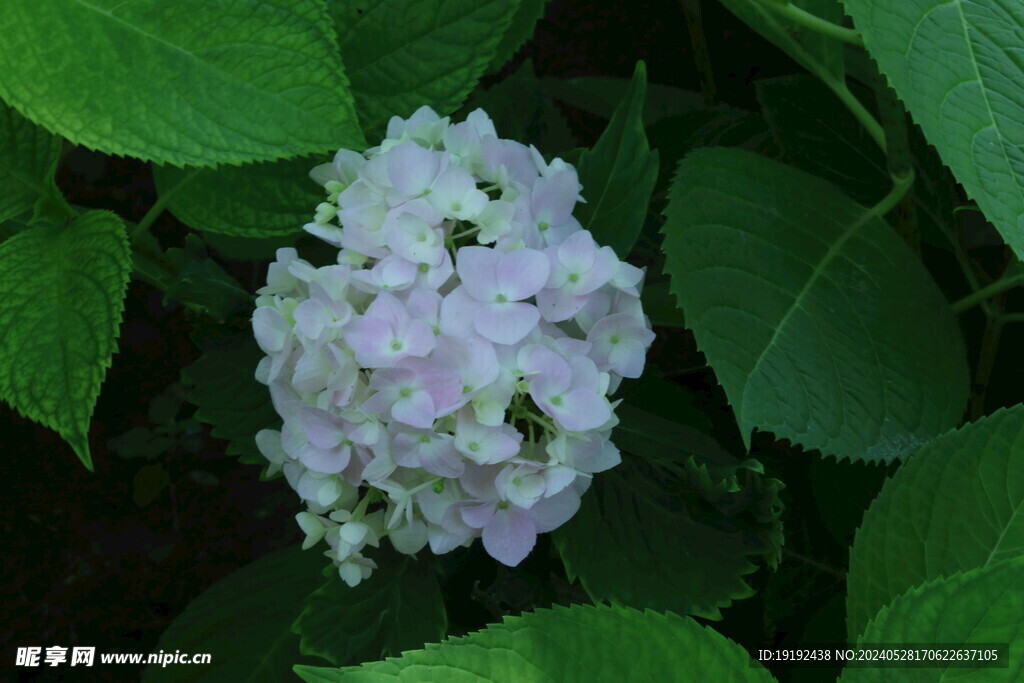 绣球花 