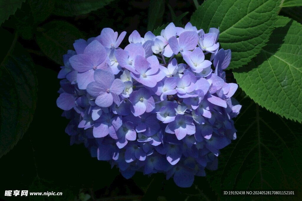 绣球花 