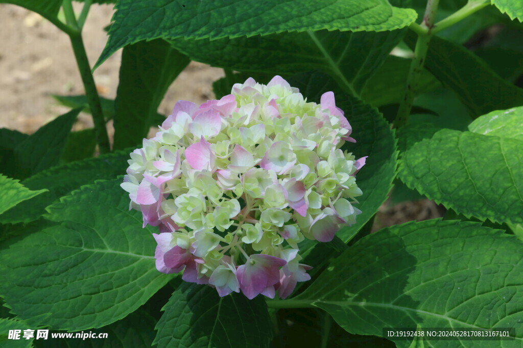 绣球花  