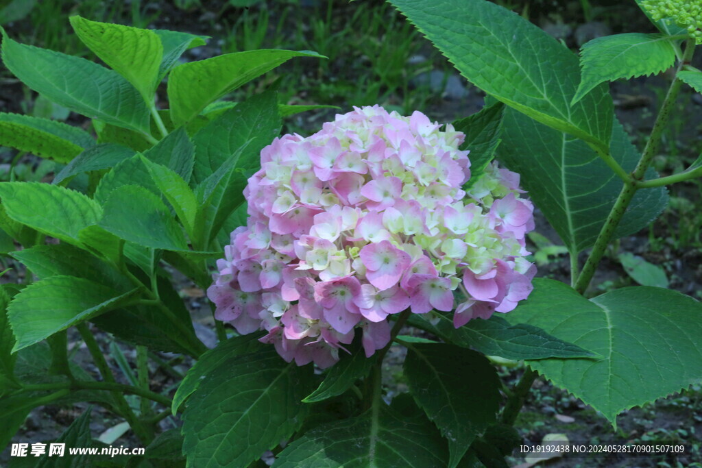 绣球花  