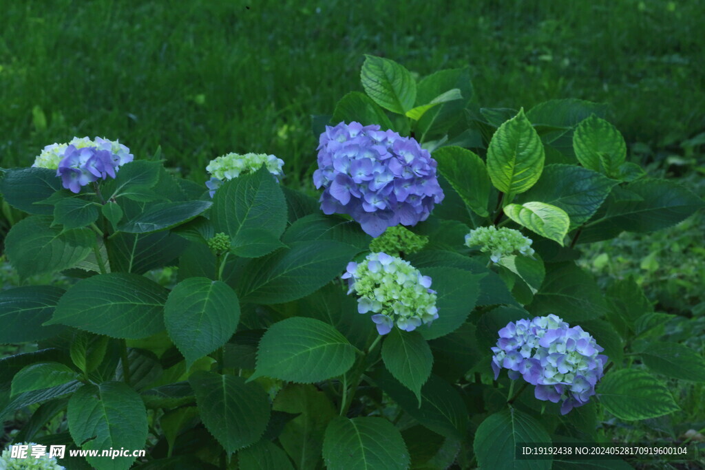 绣球花 