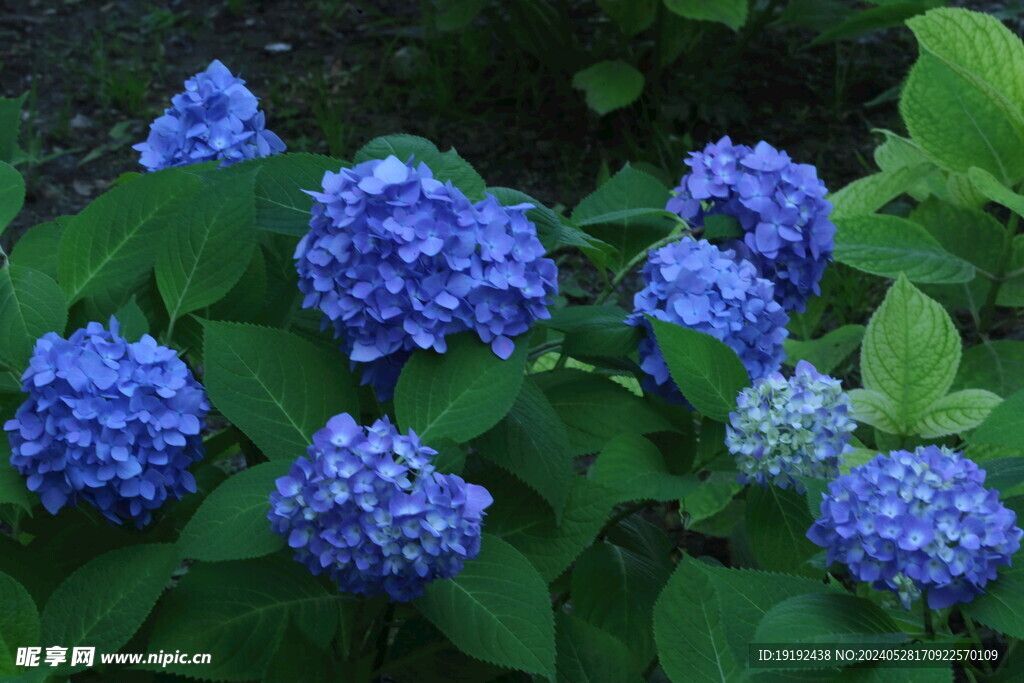 绣球花 