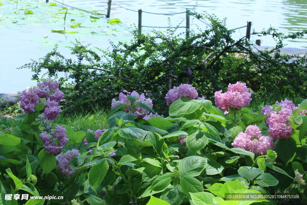 绣球花 