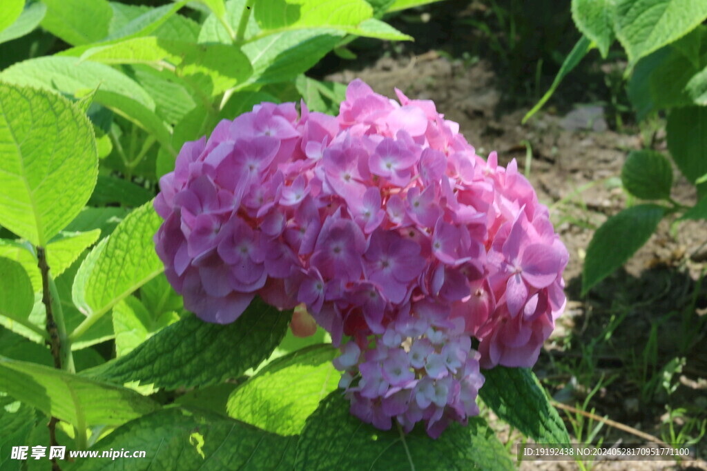 绣球花  