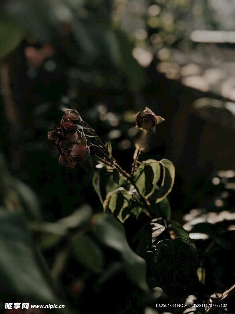 玫瑰