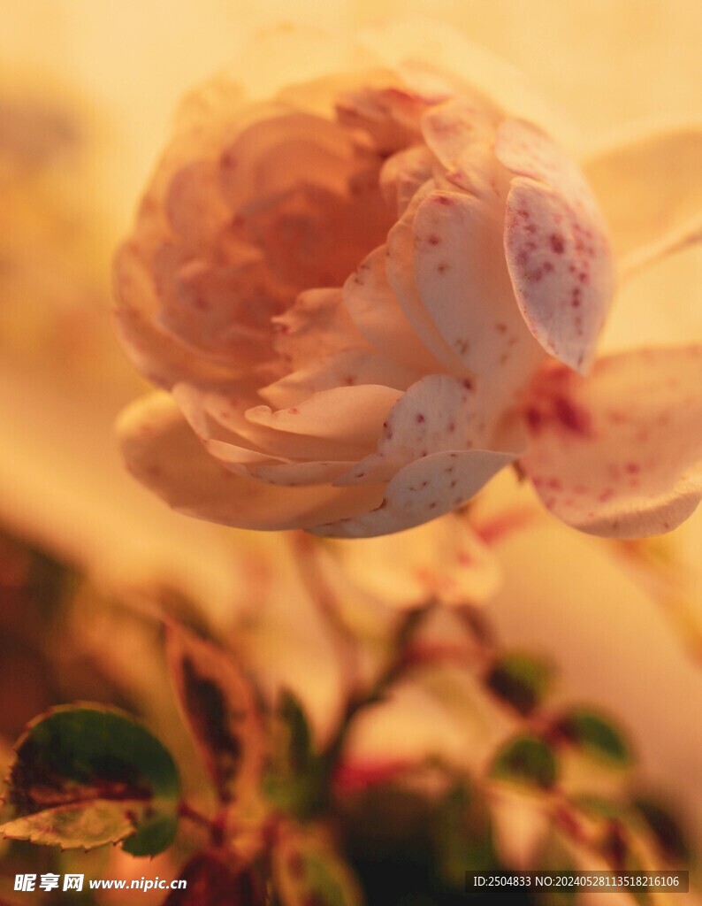 玫瑰