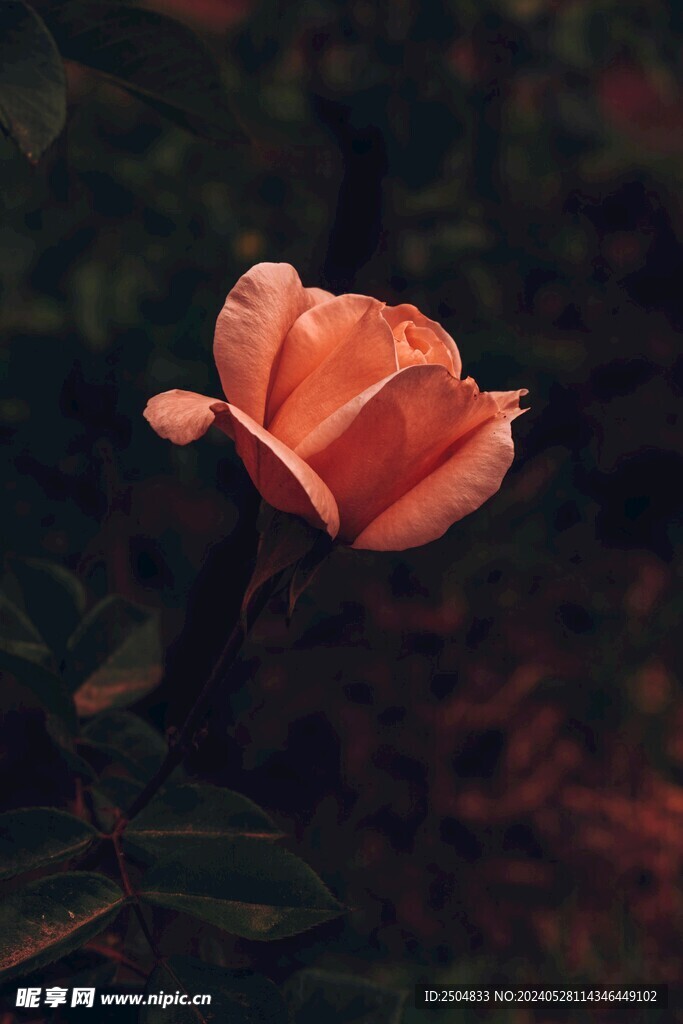玫瑰