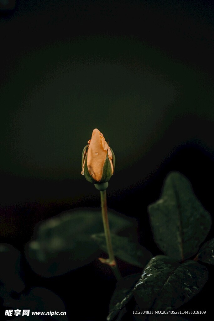 玫瑰