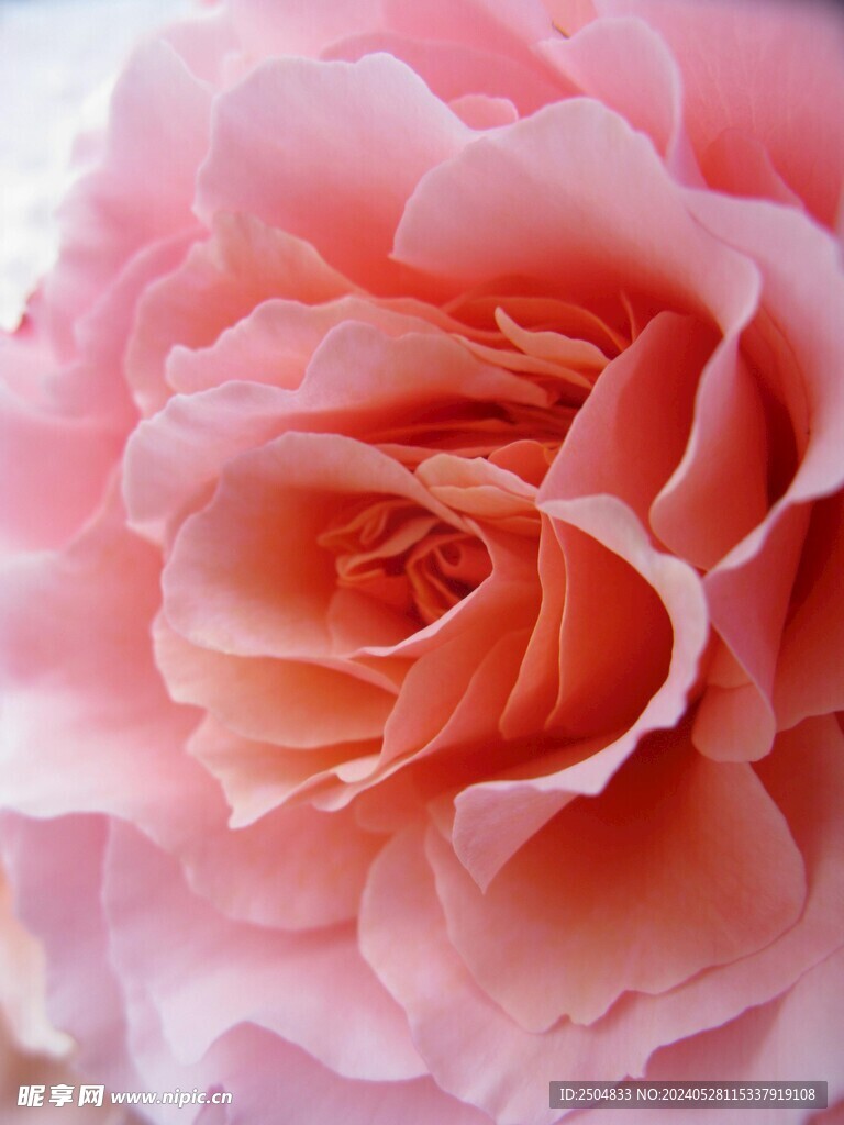 玫瑰