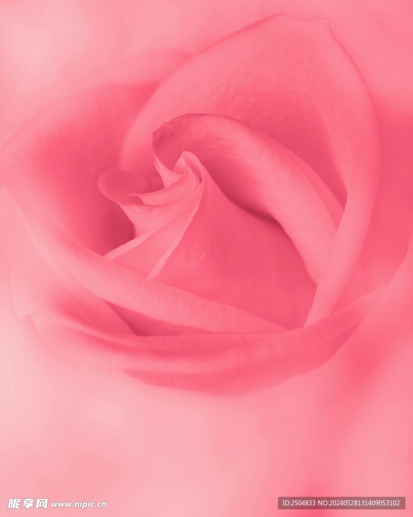 玫瑰