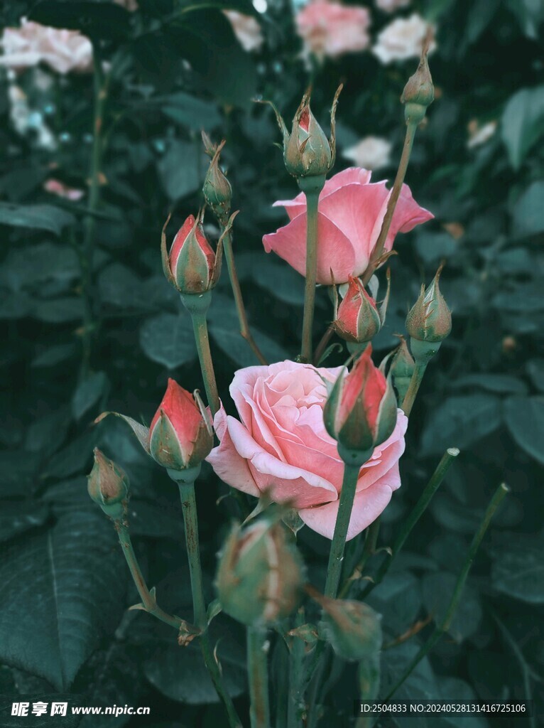 玫瑰